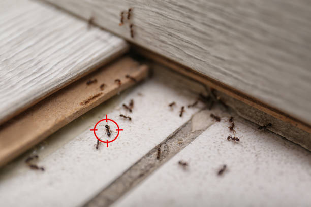 Best Pest Inspection Near Me  in North Merritt Island, FL