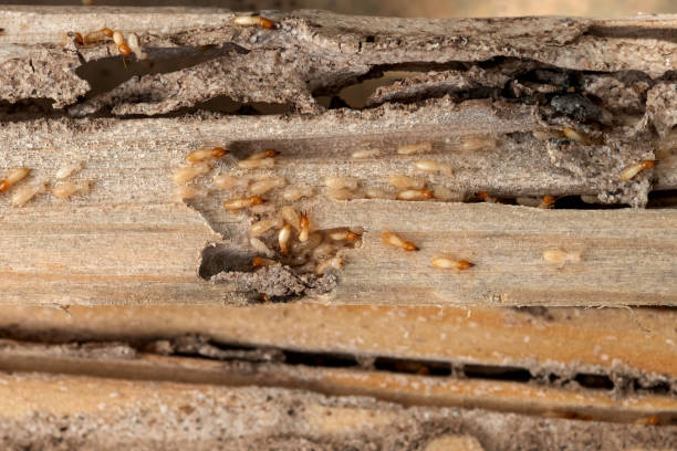 Spider Control Near Me in North Merritt Island, FL